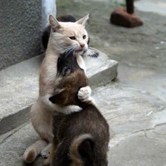 Поиск животных. Челябинск.