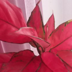💐 Цветы Цветочки Хакасия 🌹