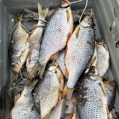 Вобла домашнего посола