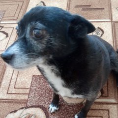 Любимые Животные по всей России