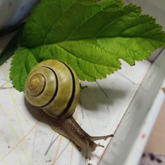 Болтал Богородск, Д.Березовк