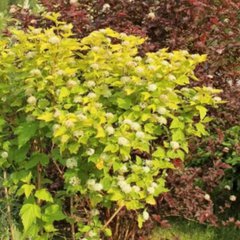 коты   Шумилобурцевские кошки ефимки🐸 