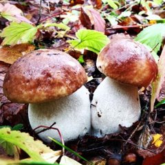 Лесная биржа Нижегородской области🌳🌲