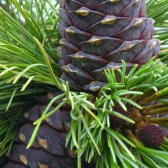 КЕДРОВЫЕ ШИШКИ ОРЕХИ