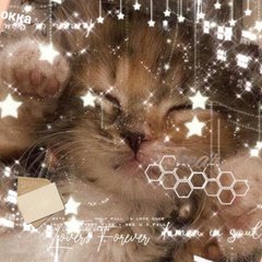 🐱 ƙꭷⲧꫀнꭷƙ 𝚌ϐꫀⲧ𐐼 🌟