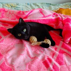 Все о домашних животных 🐾