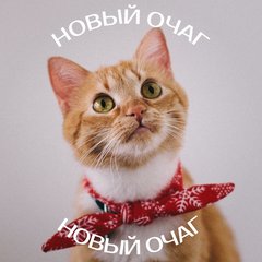Всё о домашних животных