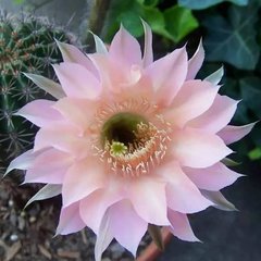 "Цветовод Тюмени"