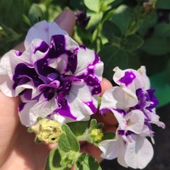 Зелёный Дом🏡 Цветы, гортензии🍀 Абакан