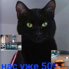 🐈‍⬛Котики 🐾 и лего