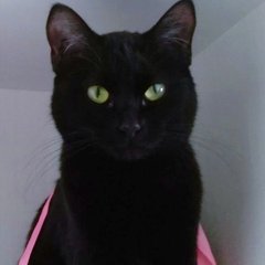 Cats and lego for English