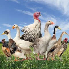 🐤Птичий Рынок🐤