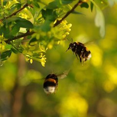 Апитерапия и фитотерапия 🌸🐝
