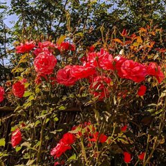 Цветовод и Садовод