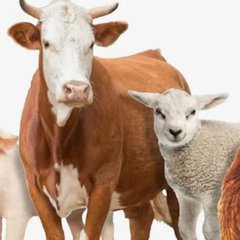 ПРОДАЖА КРС ОВЕЦ СВИНЕЙ в ЗАБАЙКАЛЬЕ