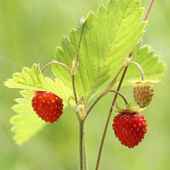 Земельные участки в Челябинской области