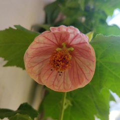 Ручные творения. 