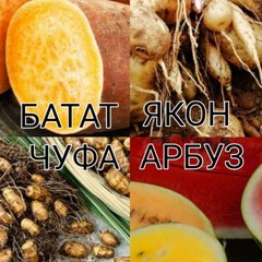 Выращивание Экзотики В 🇧🇾