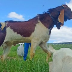 Козий Дворик в Самарской обл