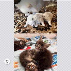 🇷🇺СОБАКИ, ЩЕНКИ, КОШКИ, КОТЯТА,объявления