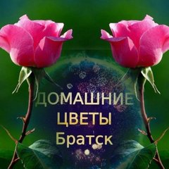 Домашние цветы Братск
