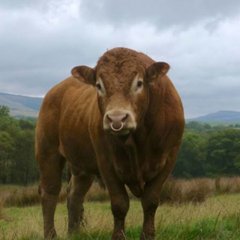 Продажа ЛОШАДИ🐎 КРС🦬 МРС🐏 ПО РАЙОНУ 