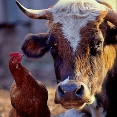 продажа крс мрс аларский р-он🐃🐄🐑