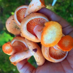 Ягодки&Грибочки Калининград