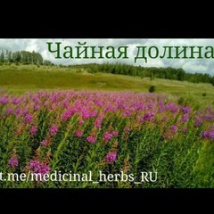 Чайная Долина