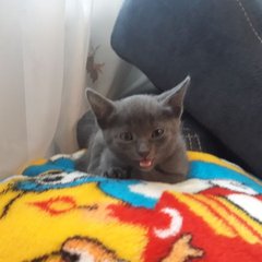 Косенька