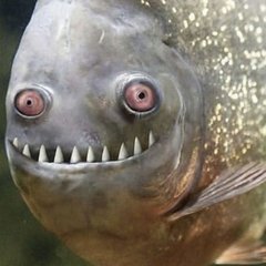 DreamFish