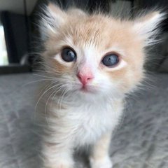 Милые Котики 