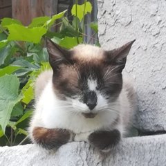 🐈⬛Котики 🐱🐾